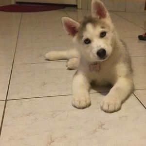 Meet your Posher, Wendy